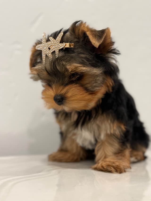Yorkshire Terrier Puppies media 3