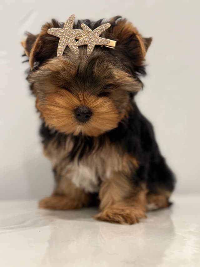 Yorkshire Terrier Puppies media 5