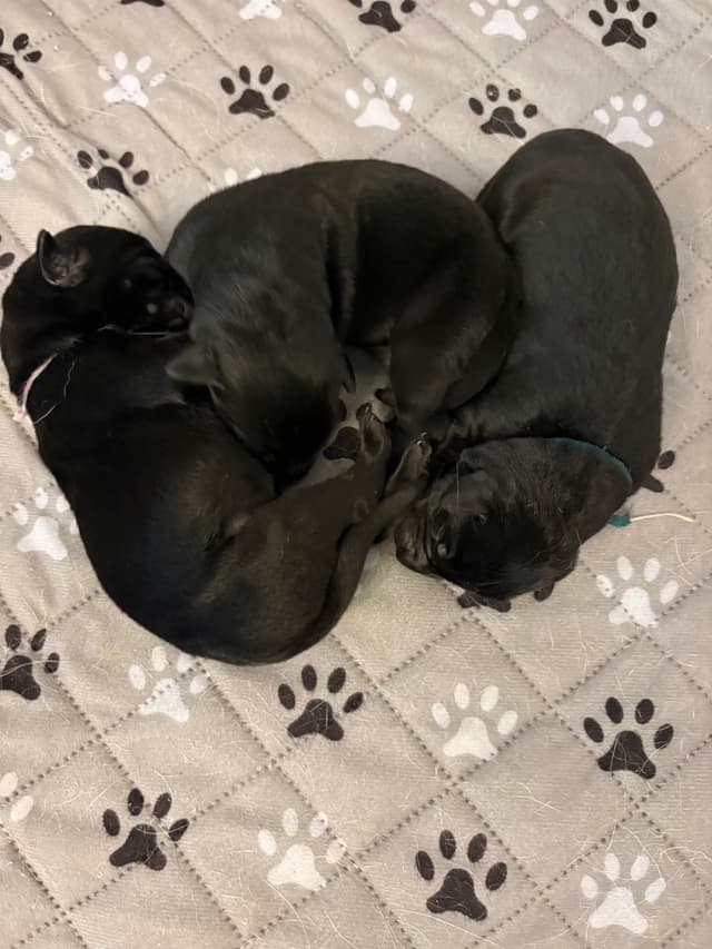Labrador Retriever Puppies media 2