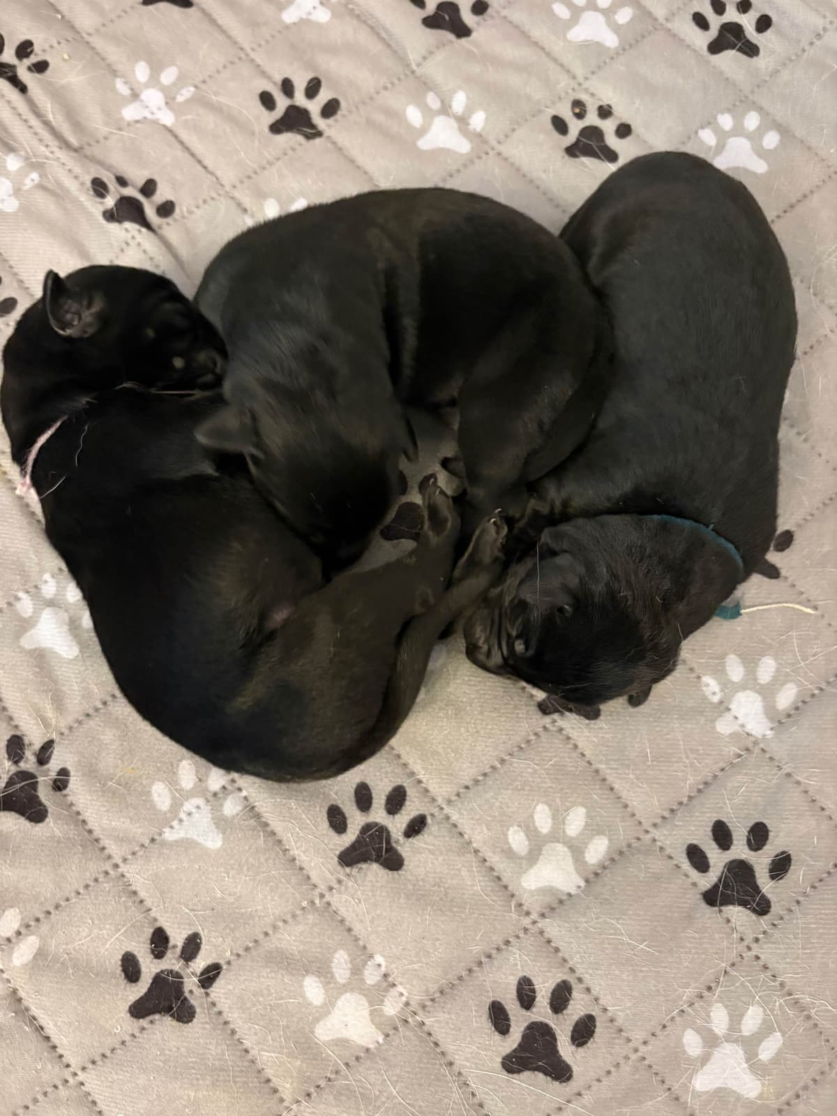 Labrador Retriever Puppies breeder image 1