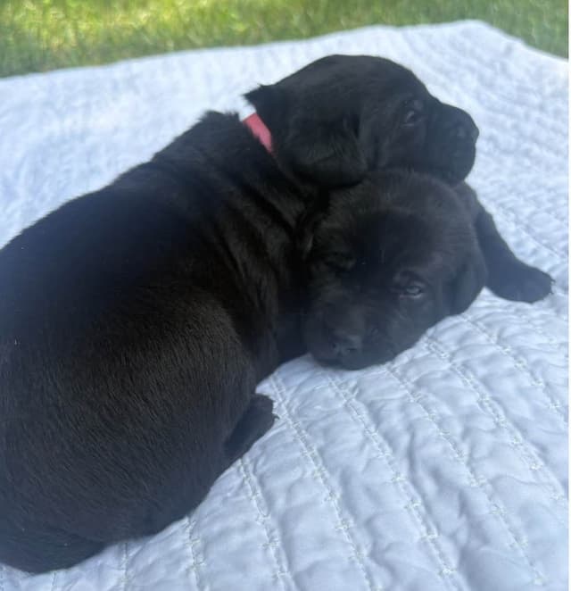 Labrador Retriever Puppies media 5
