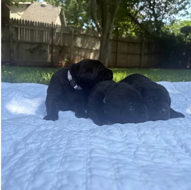 Labrador Retriever Puppies media 8