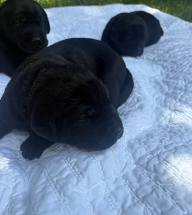Labrador Retriever Puppies media 6
