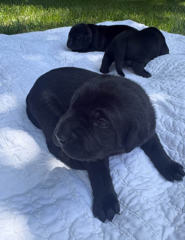 Labrador Retriever Puppies media 9