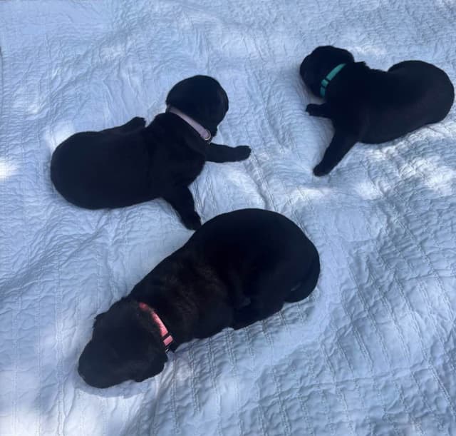 Labrador Retriever Puppies media 10