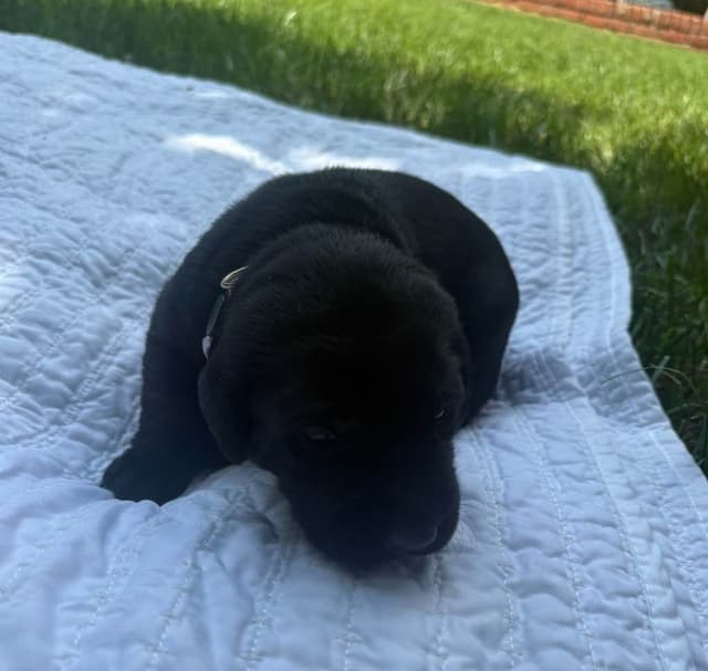 Labrador Retriever Puppies media 7