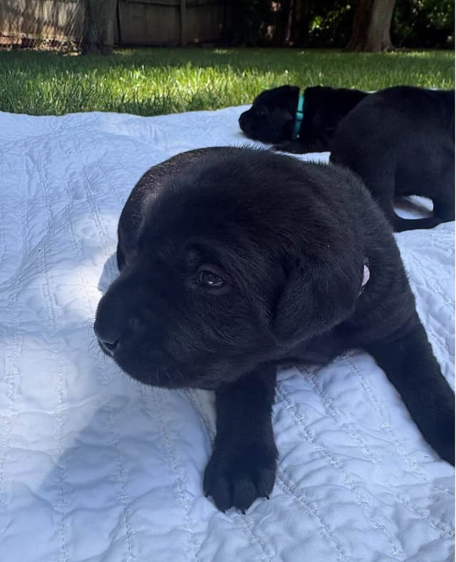 Labrador Retriever Puppies media 12