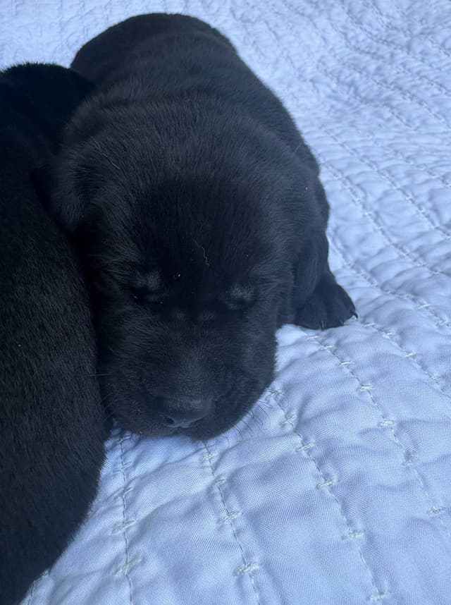 Labrador Retriever Puppies media 11