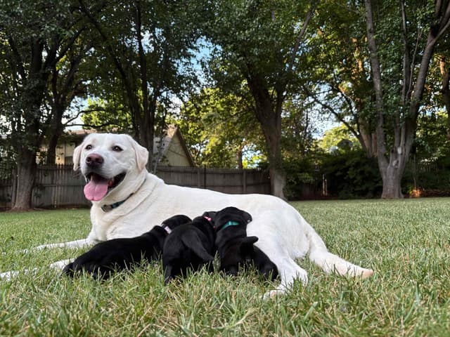 Labrador Retriever Puppies media 13