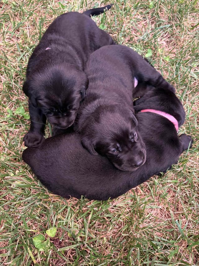 Labrador Retriever Puppies media 14