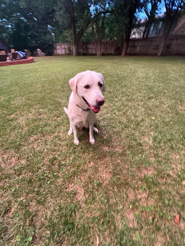 Labrador Retriever Puppies media 15