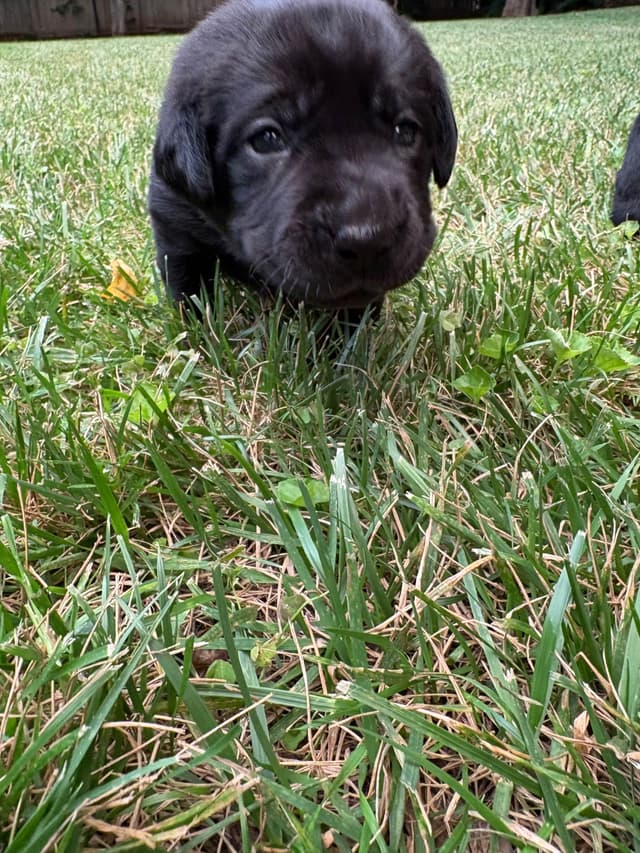 Labrador Retriever Puppies media 16
