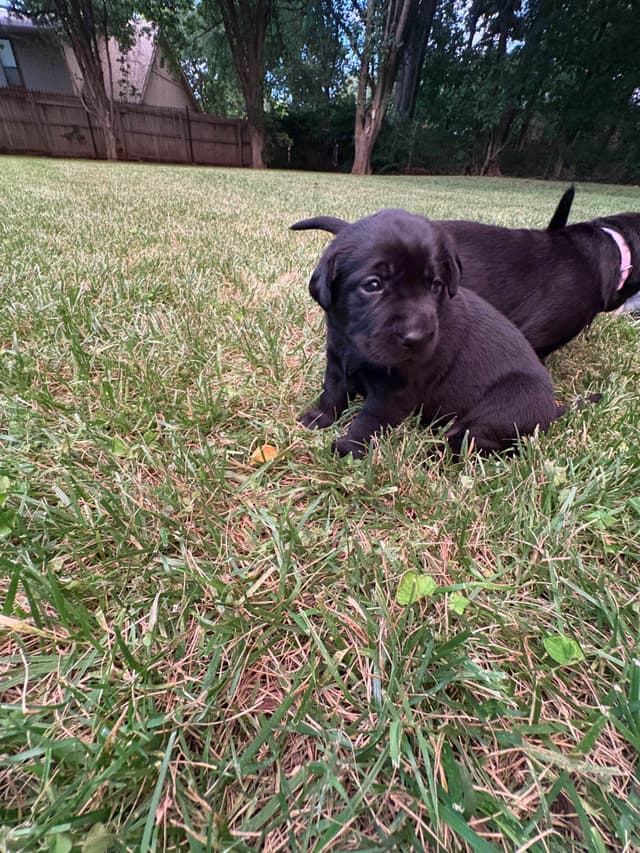Labrador Retriever Puppies media 17