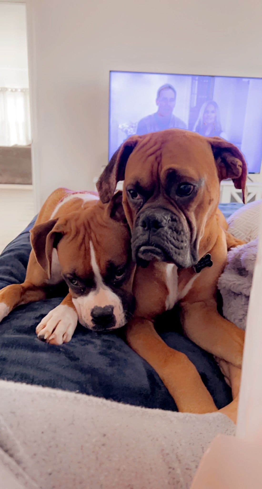 AKC Boxer Puppies breeder image 1