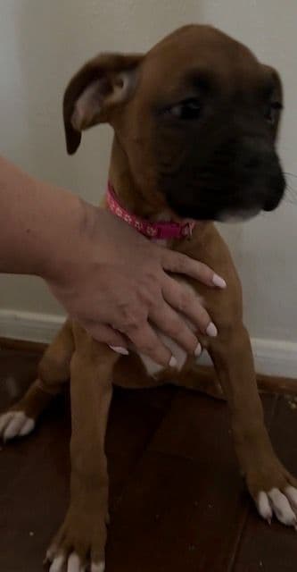 AKC Boxer Puppies media 3
