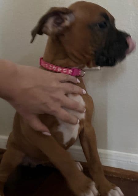 AKC Boxer Puppies media 2