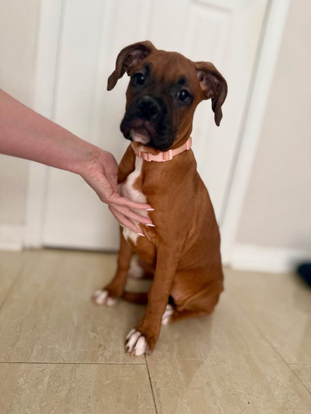 AKC Boxer Puppies media 5