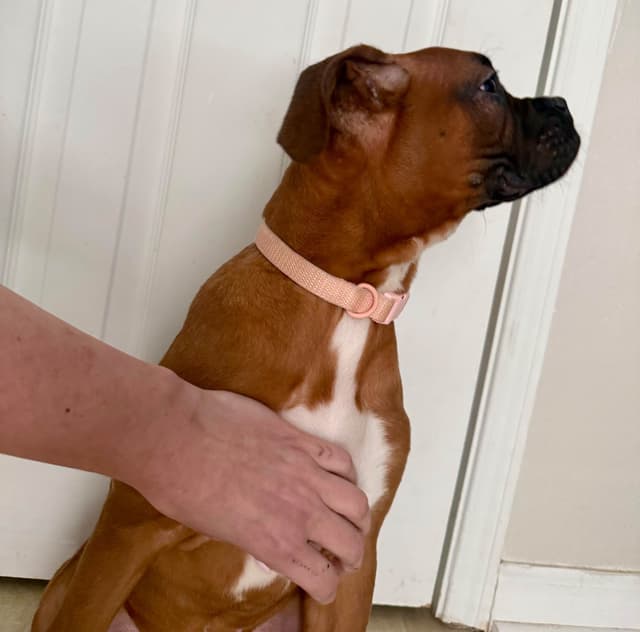 AKC Boxer Puppies media 4