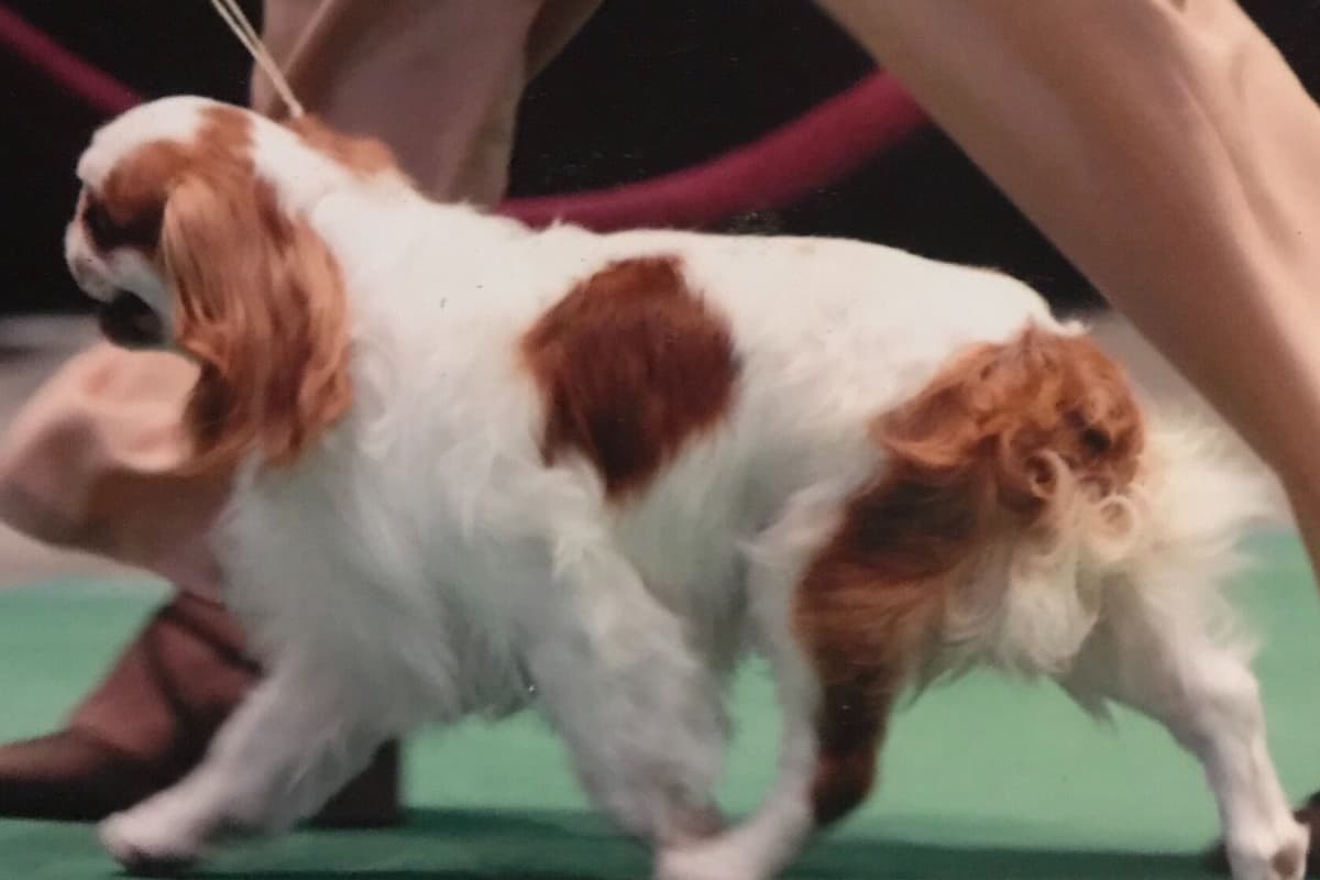 English Toy Spaniel Puppies breeder image 1