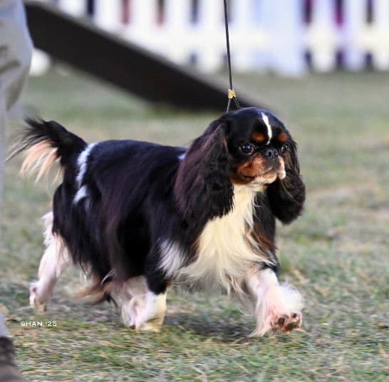 English Toy Spaniel Puppies breeder image 6