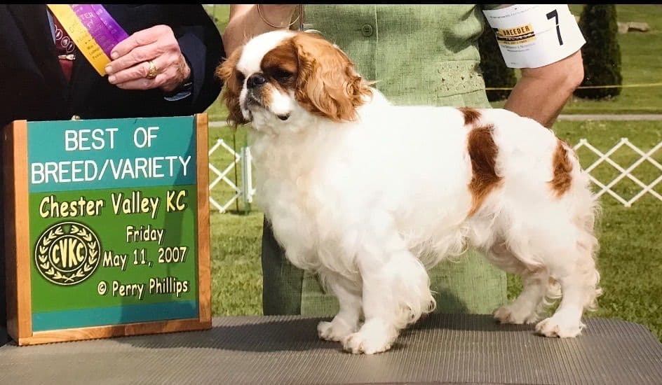 English Toy Spaniel Puppies breeder image 4