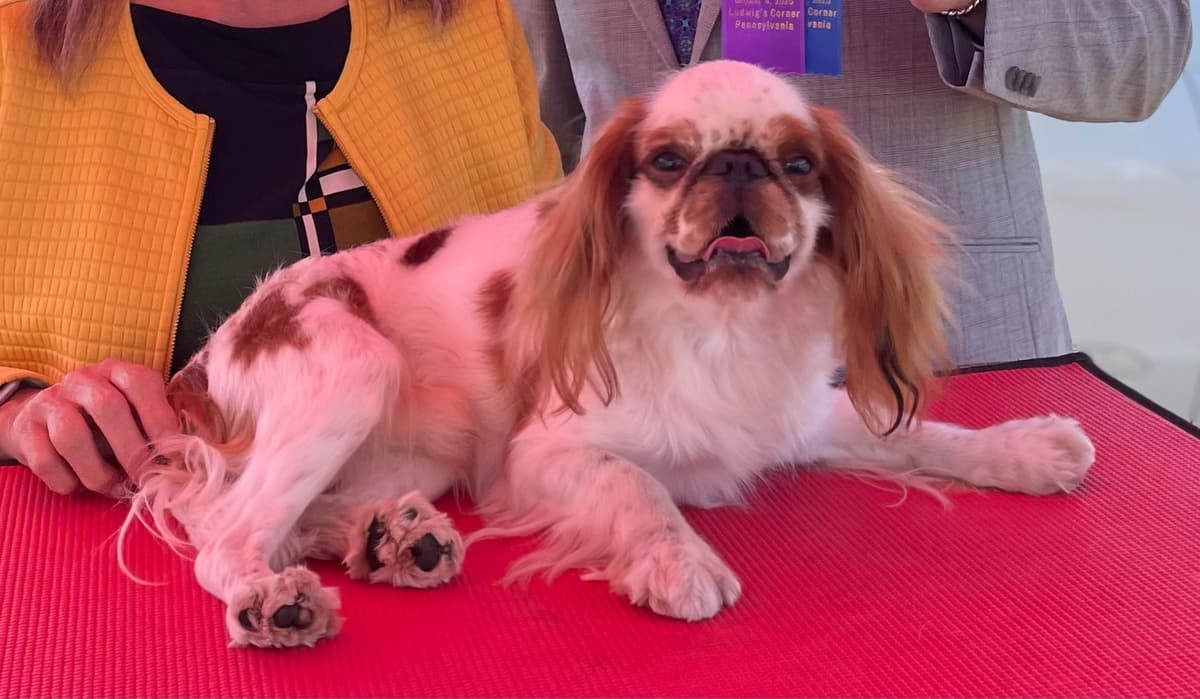 English Toy Spaniel Puppies breeder image 8