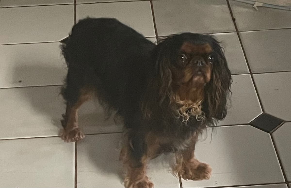 English Toy Spaniel Puppies breeder image 10