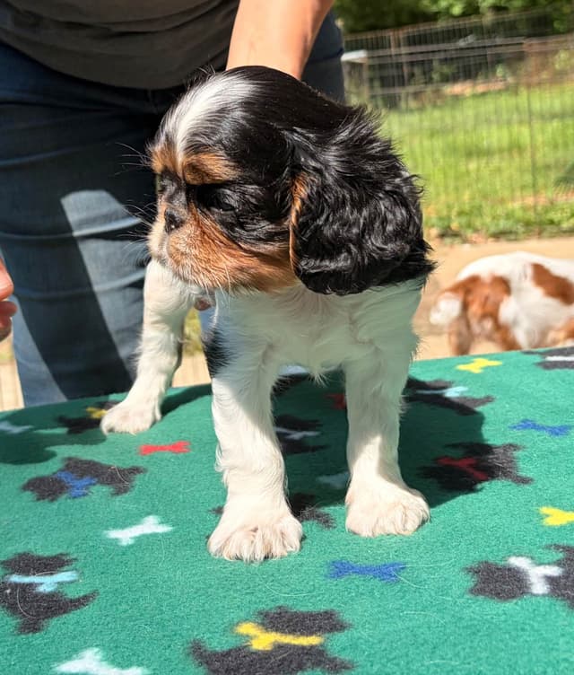English Toy Spaniel Puppies media 3