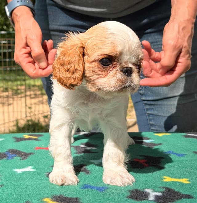 English Toy Spaniel Puppies media 4