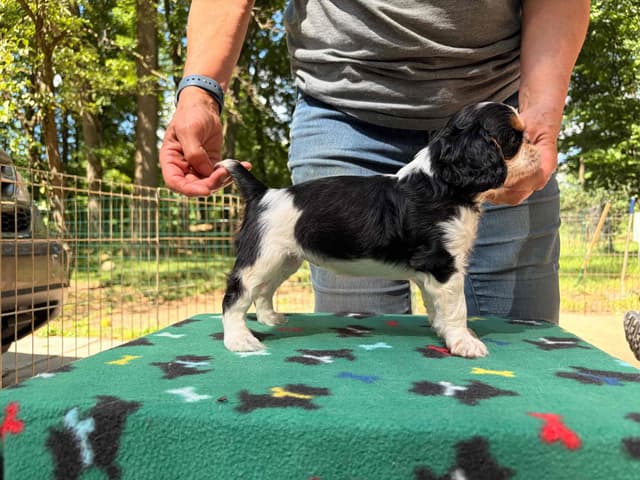 English Toy Spaniel Puppies media 5