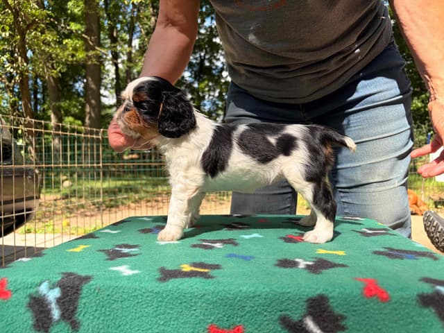 English Toy Spaniel Puppies media 6