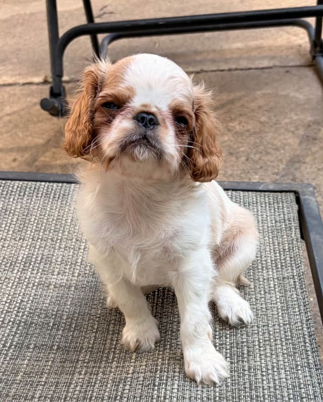 English Toy Spaniel Puppies media 7