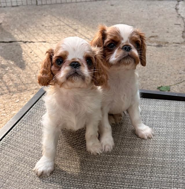 English Toy Spaniel Puppies media 8