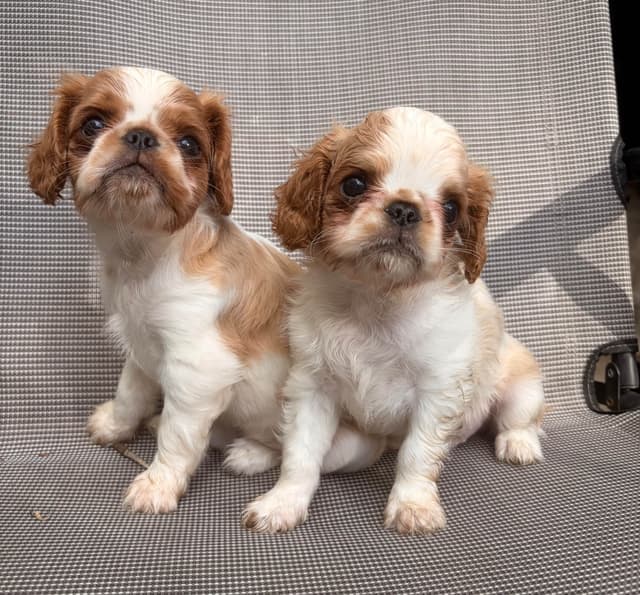 English Toy Spaniel Puppies media 10