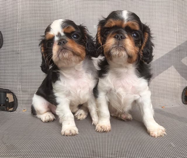 English Toy Spaniel Puppies media 11