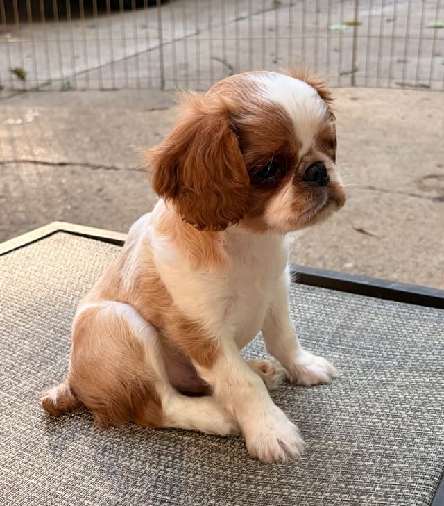 English Toy Spaniel Puppies media 12
