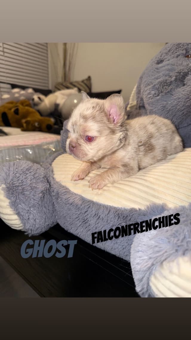 French Bulldog Puppies media 2