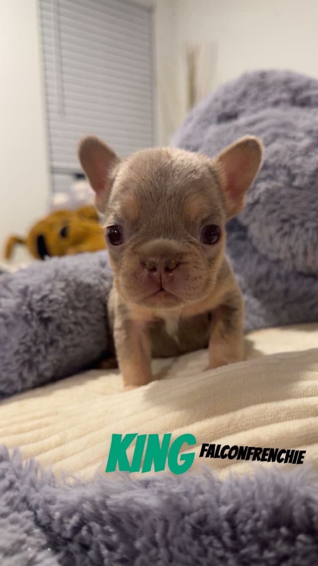 French Bulldog Puppies media 3