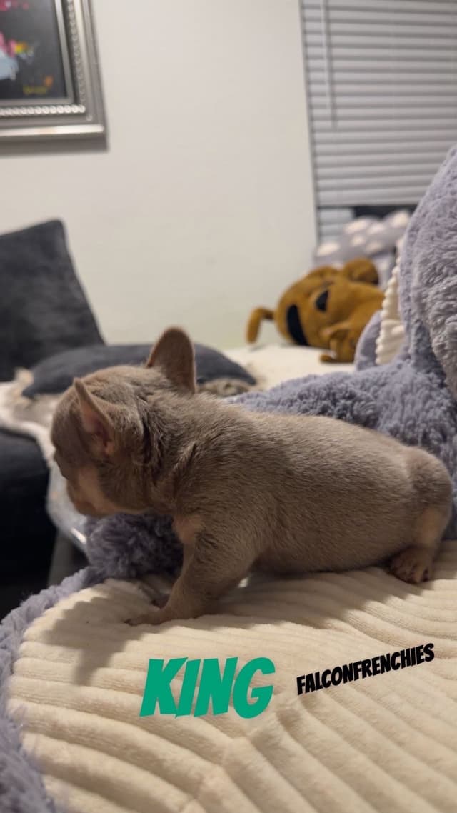 French Bulldog Puppies media 4
