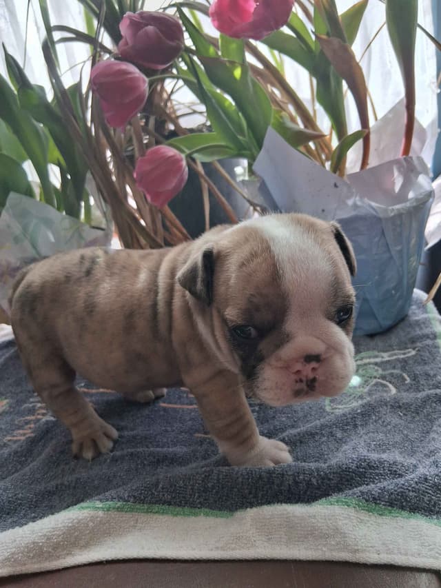 Beautiful English Bulldog Puppies only 1 left media 2