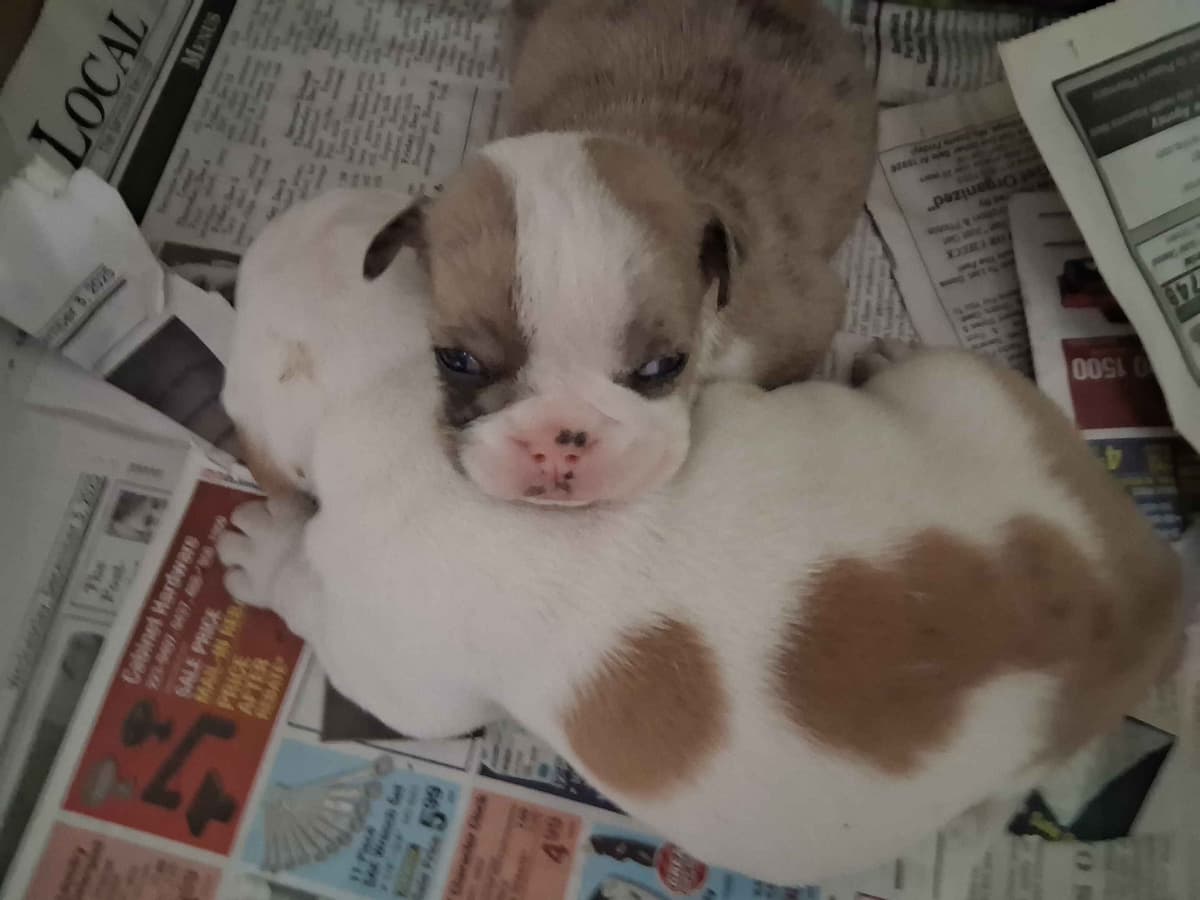 Beautiful English Bulldog Puppies only 1 left breeder image 1
