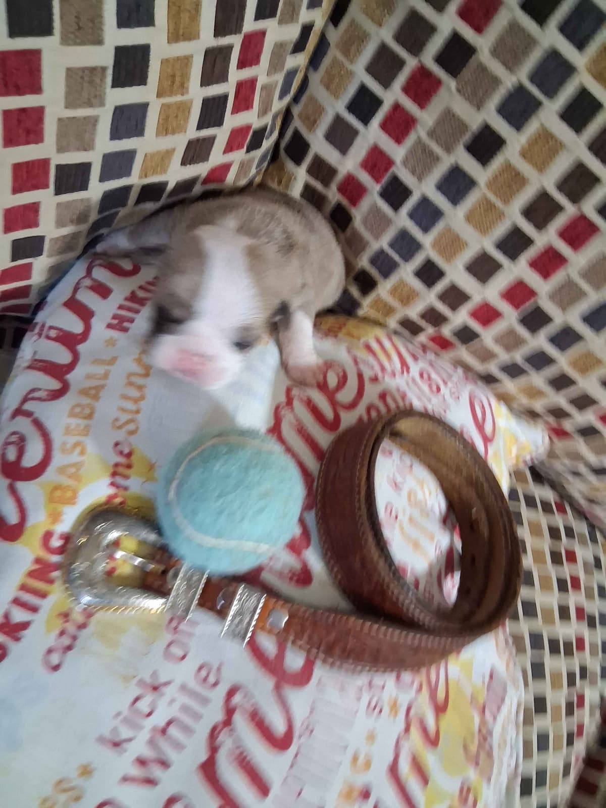 Beautiful English Bulldog Puppies only 1 left breeder image 3