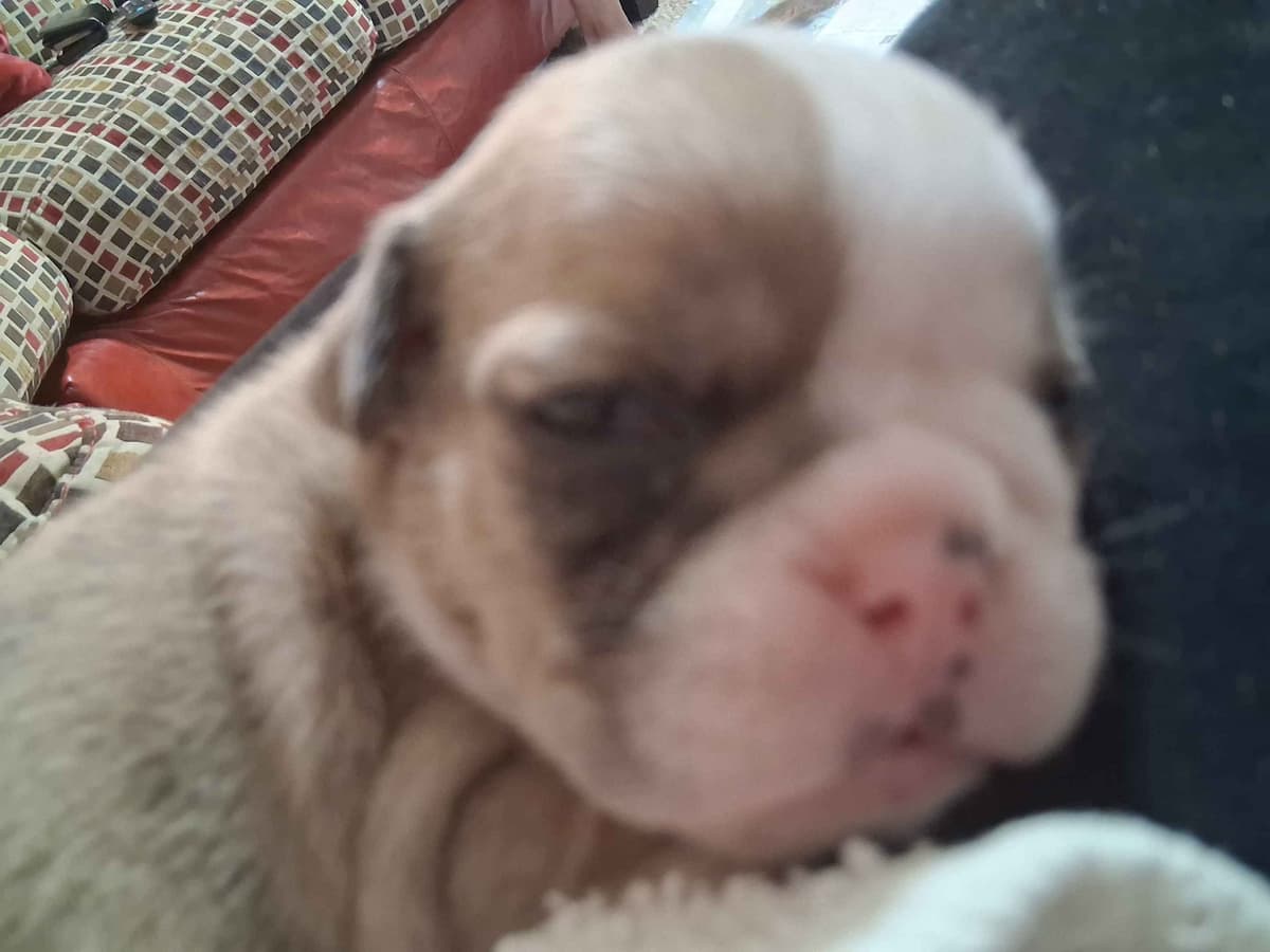 Beautiful English Bulldog Puppies only 1 left breeder image 4