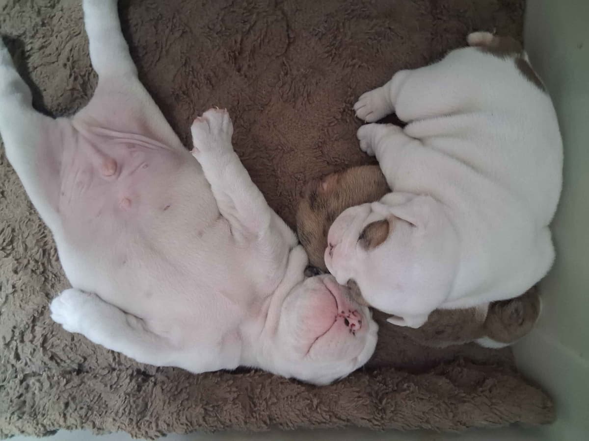 Beautiful English Bulldog Puppies only 1 left breeder image 5