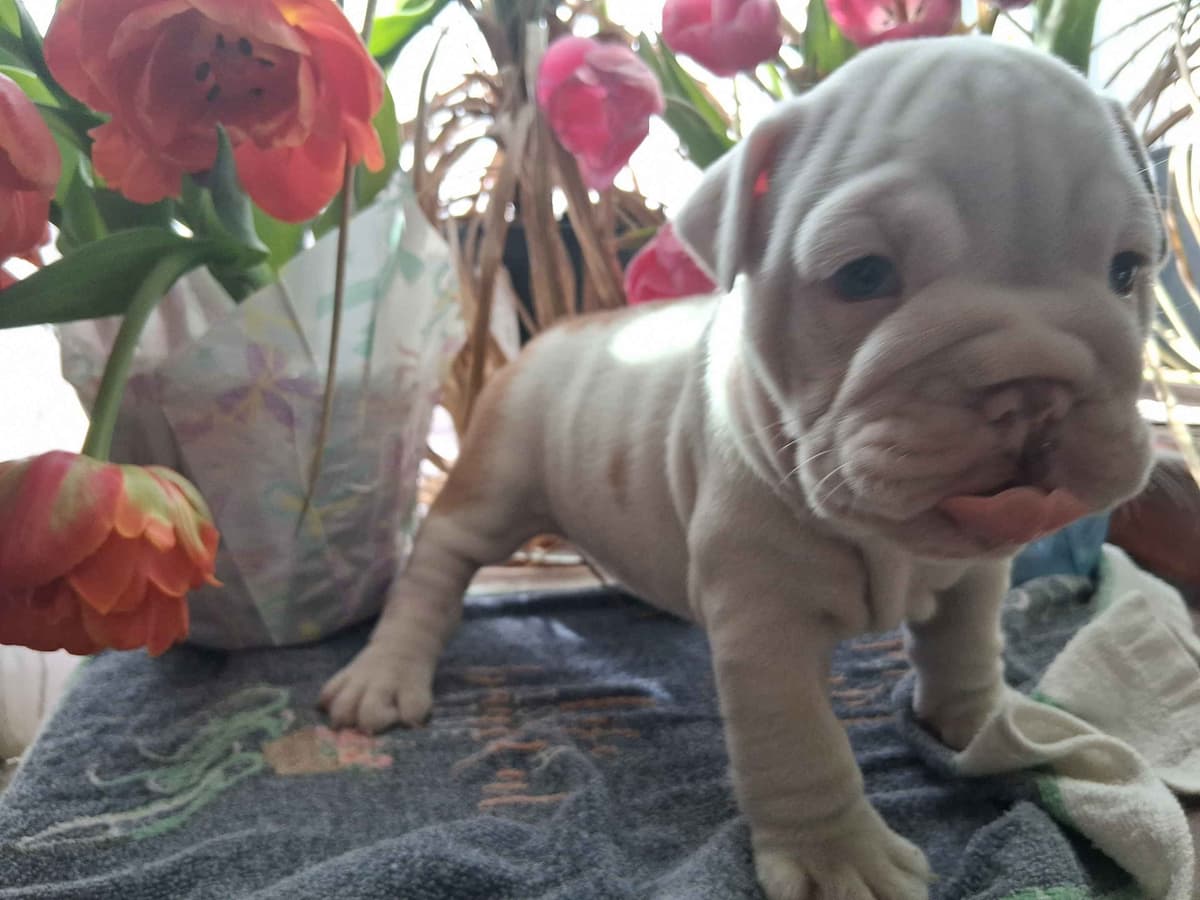 Beautiful English Bulldog Puppies only 1 left breeder image 6