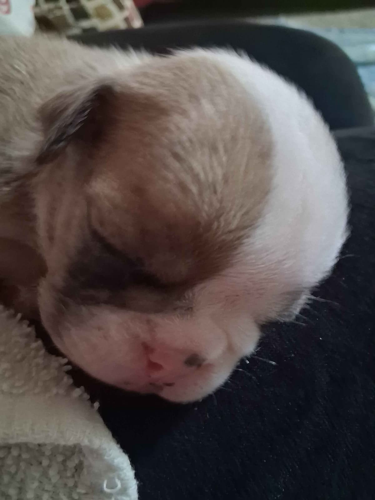 Beautiful English Bulldog Puppies only 1 left breeder image 7
