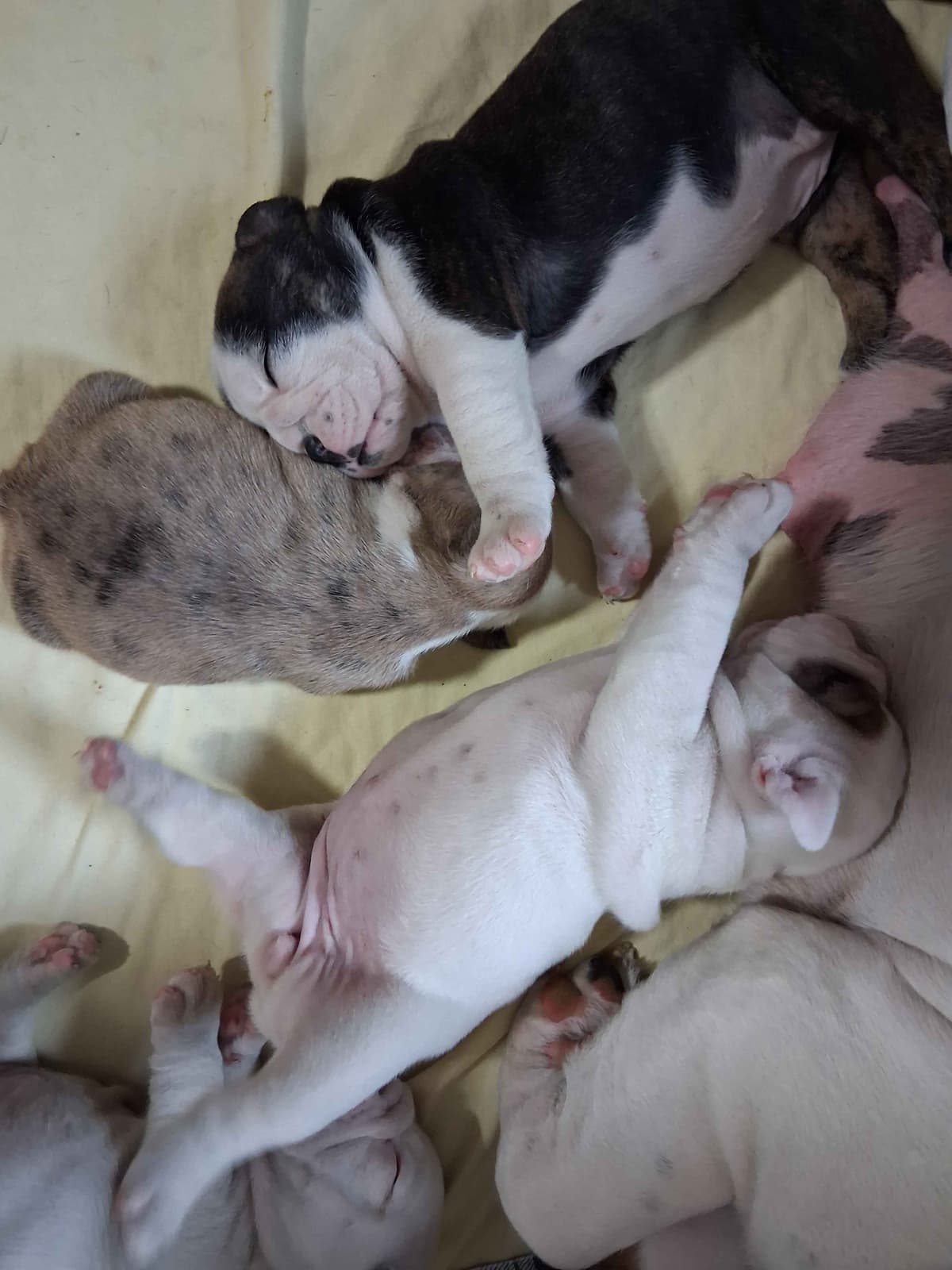 Beautiful English Bulldog Puppies only 1 left breeder image 8