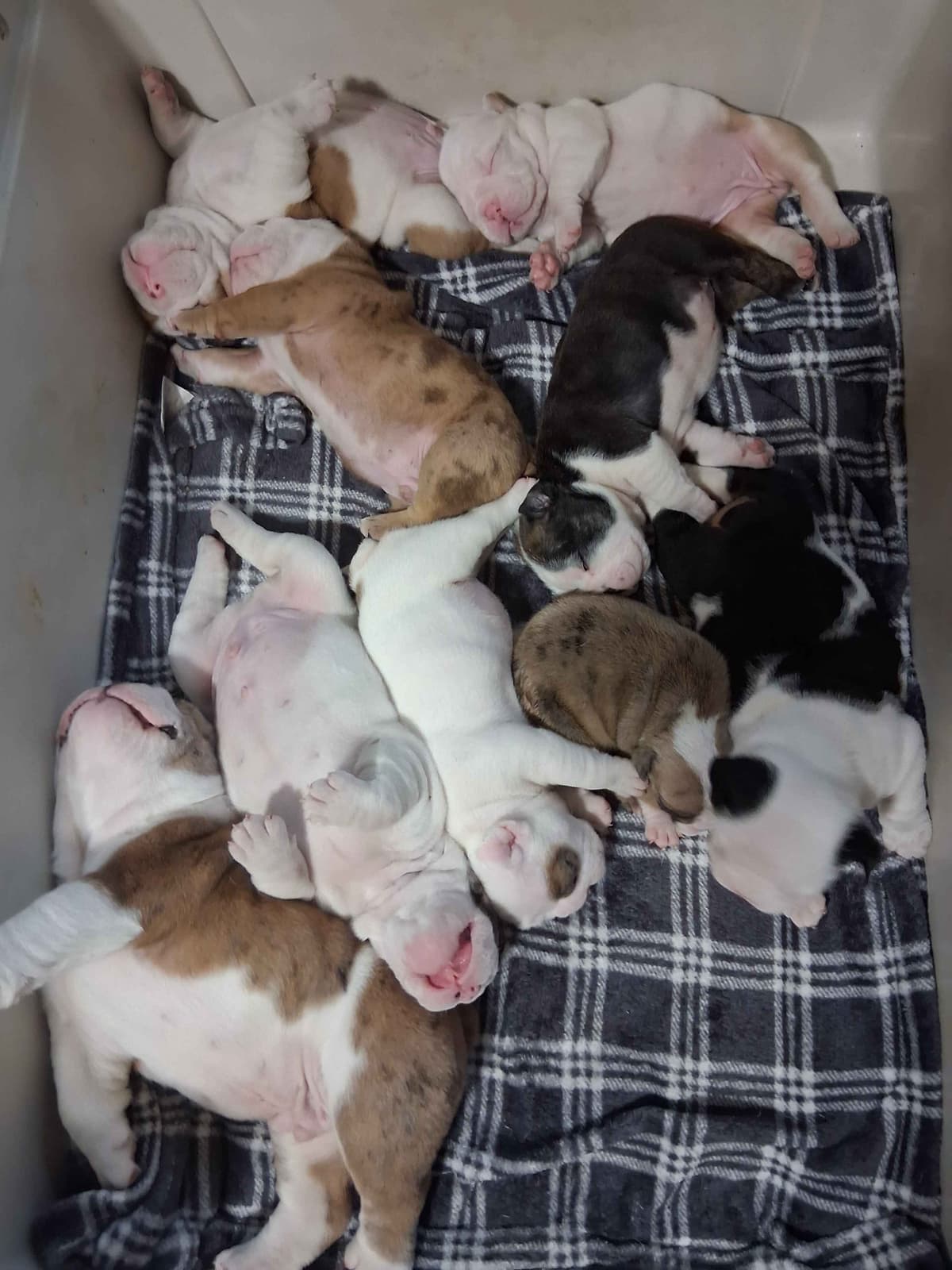 Beautiful English Bulldog Puppies only 1 left breeder image 9