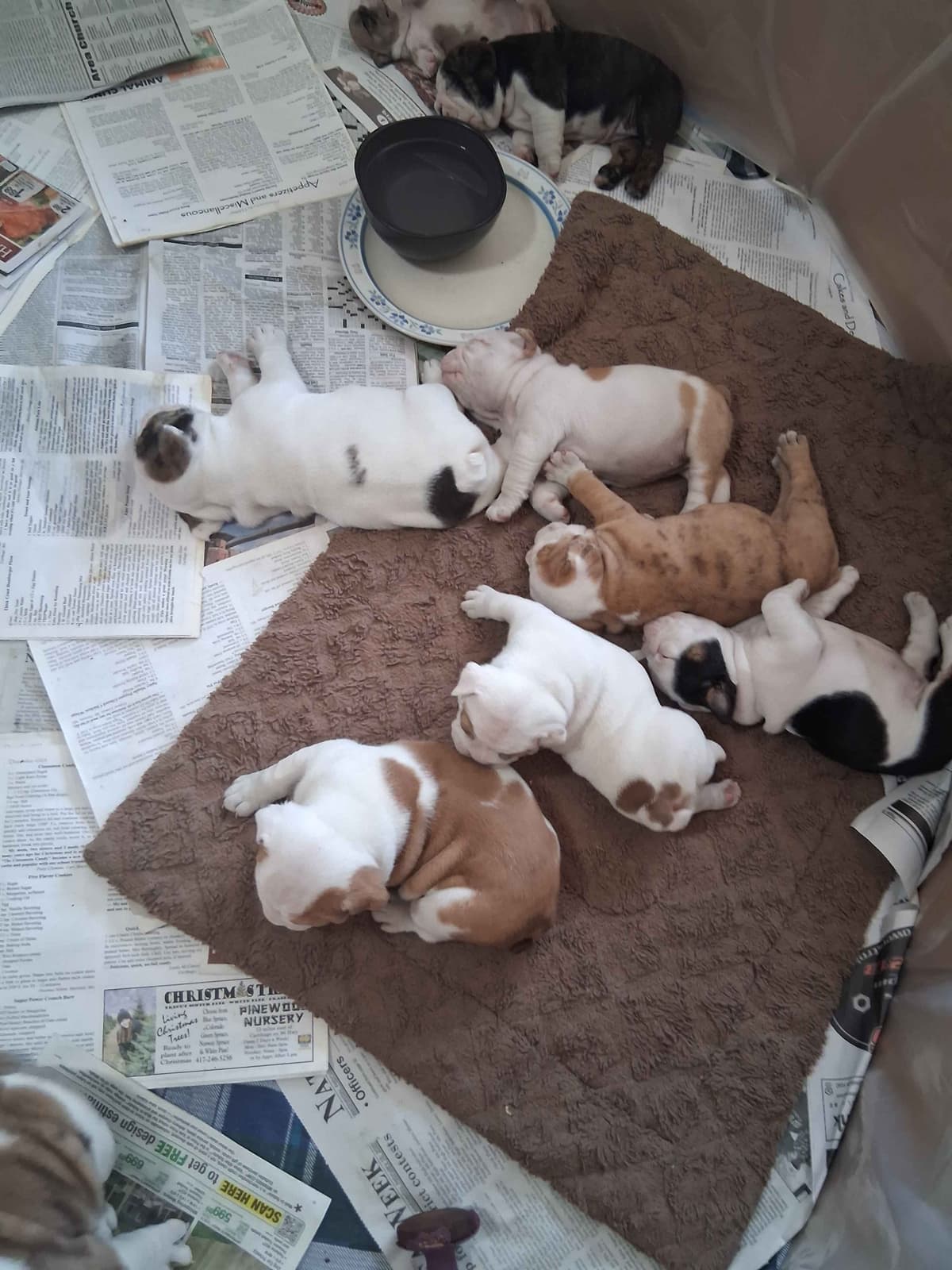 Beautiful English Bulldog Puppies only 1 left breeder image 10
