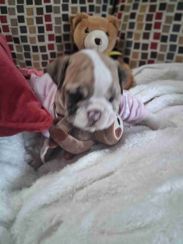 Beautiful English Bulldog Puppies only 1 left media 4